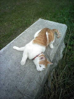 �F�ƒK�ƈ��L(�l���������r�s�d�k�k�`)�̐���