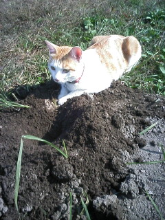 �F�ƒK�ƈ��L(�l���������r�s�d�k�k�`)�̐���