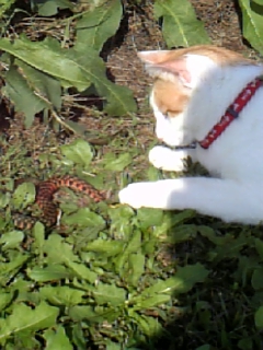 �F�ƒK�ƈ��L(�l���������r�s�d�k�k�`)�̐���