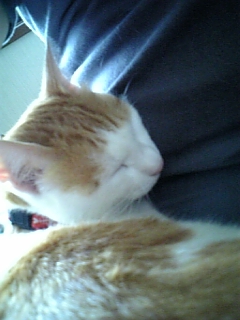 �F�ƒK�ƈ��L(�l���������r�s�d�k�k�`)�̐���