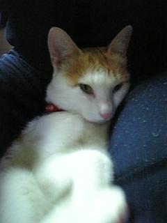 �F�ƒK�ƈ��L(�l���������r�s�d�k�k�`)�̐���