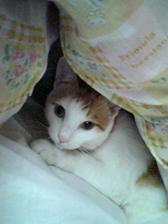 �F�ƒK�ƈ��L(�l���������r�s�d�k�k�`)�̐���