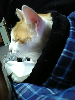 �F�ƒK�ƈ��L(�l���������r�s�d�k�k�`)�̐���