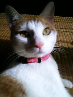 �F�ƒK�ƈ��L(�l���������r�s�d�k�k�`)�̐���