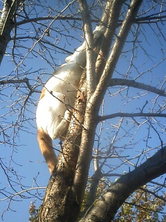 �F�ƒK�ƈ��L(�l���������r�s�d�k�k�`)�̐���