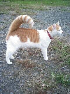 �F�ƒK�ƈ��L(�l���������r�s�d�k�k�`)�̐���