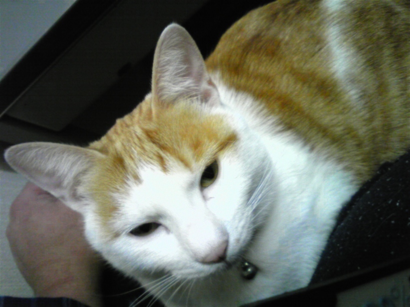 �F�ƒK�ƈ��L(�l���������r�s�d�k�k�`)�̐���