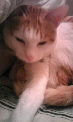 �F�ƒK�ƈ��L(�l���������r�s�d�k�k�`)�̐���