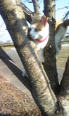 �F�ƒK�ƈ��L(�l���������r�s�d�k�k�`)�̐���