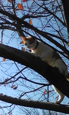 �F�ƒK�ƈ��L(�l���������r�s�d�k�k�`)�̐���