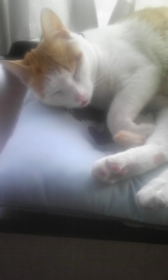 �F�ƒK�ƈ��L(�l���������r�s�d�k�k�`)�̐���