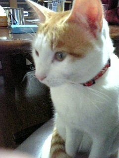 �F�ƒK�ƈ��L(�l���������r�s�d�k�k�`)�̐���