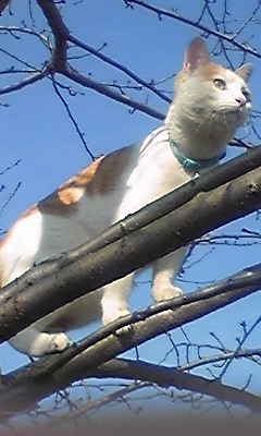 �F�ƒK�ƈ��L(�l���������r�s�d�k�k�`)�̐���