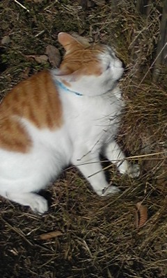 �F�ƒK�ƈ��L(�l���������r�s�d�k�k�`)�̐���