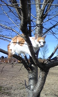 �F�ƒK�ƈ��L(�l���������r�s�d�k�k�`)�̐���