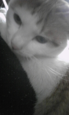 �F�ƒK�ƈ��L(�l���������r�s�d�k�k�`)�̐���