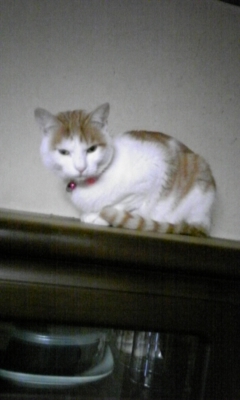 �F�ƒK�ƈ��L(�l���������r�s�d�k�k�`)�̐���