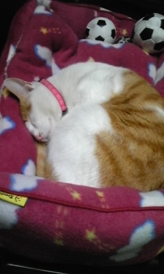 �F�ƒK�ƈ��L(�l���������r�s�d�k�k�`)�̐���