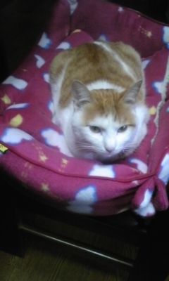 �F�ƒK�ƈ��L(�l���������r�s�d�k�k�`)�̐���