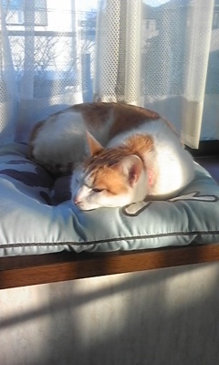 �F�ƒK�ƈ��L(�l���������r�s�d�k�k�`)�̐���