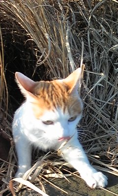 �F�ƒK�ƈ��L(�l���������r�s�d�k�k�`)�̐���