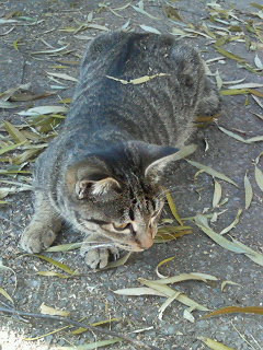 �F�ƒK�ƈ��L(�l���������r�s�d�k�k�`)�̐���