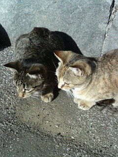 �F�ƒK�ƈ��L(�l���������r�s�d�k�k�`)�̐���