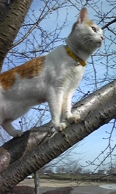 �F�ƒK�ƈ��L(�l���������r�s�d�k�k�`)�̐���