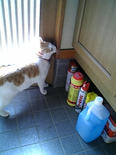 �F�ƒK�ƈ��L(�l���������r�s�d�k�k�`)�̐���