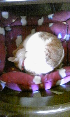 �F�ƒK�ƈ��L(�l���������r�s�d�k�k�`)�̐���