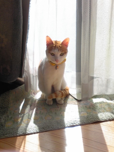 �F�ƒK�ƈ��L(�l���������r�s�d�k�k�`)�̐���