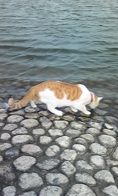 �F�ƒK�ƈ��L(�l���������r�s�d�k�k�`)�̐���