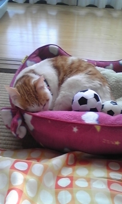 �F�ƒK�ƈ��L(�l���������r�s�d�k�k�`)�̐���