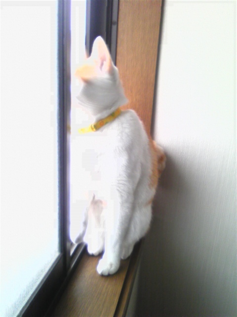 �F�ƒK�ƈ��L(�l���������r�s�d�k�k�`)�̐���