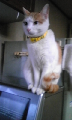 �F�ƒK�ƈ��L(�l���������r�s�d�k�k�`)�̐���