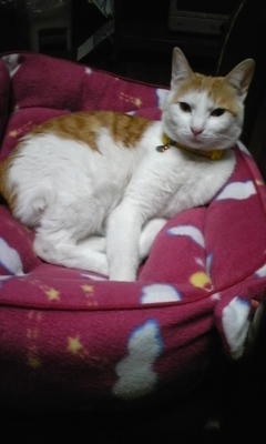 �F�ƒK�ƈ��L(�l���������r�s�d�k�k�`)�̐���