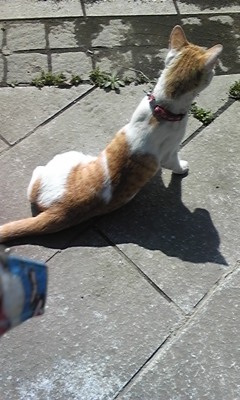 �F�ƒK�ƈ��L(�l���������r�s�d�k�k�`)�̐���