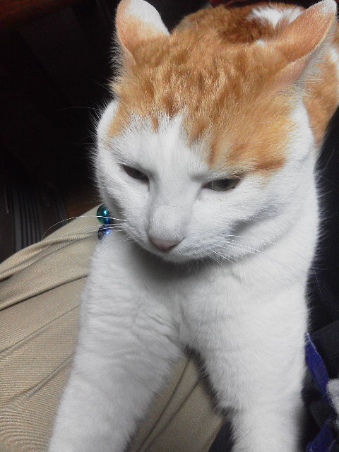 �F�ƒK�ƈ��L(�l���������r�s�d�k�k�`)�̐���