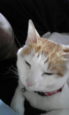 �F�ƒK�ƈ��L(�l���������r�s�d�k�k�`)�̐���