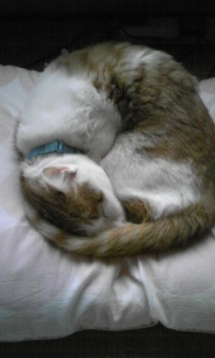 �F�ƒK�ƈ��L(�l���������r�s�d�k�k�`)�̐���