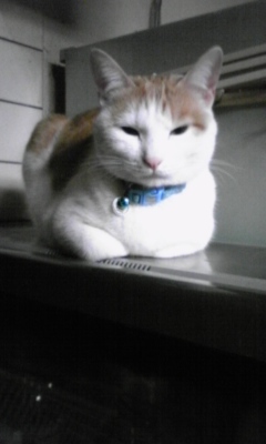 �F�ƒK�ƈ��L(�l���������r�s�d�k�k�`)�̐���