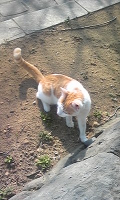 �F�ƒK�ƈ��L(�l���������r�s�d�k�k�`)�̐���