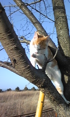 �F�ƒK�ƈ��L(�l���������r�s�d�k�k�`)�̐���