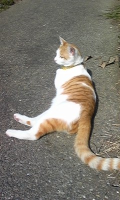 �F�ƒK�ƈ��L(�l���������r�s�d�k�k�`)�̐���