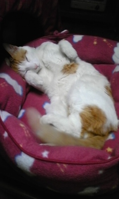 �F�ƒK�ƈ��L(�l���������r�s�d�k�k�`)�̐���