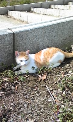 �F�ƒK�ƈ��L(�l���������r�s�d�k�k�`)�̐���