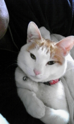 �F�ƒK�ƈ��L(�l���������r�s�d�k�k�`)�̐���