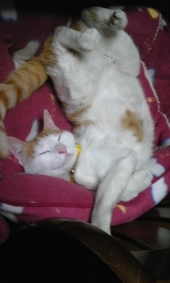 �F�ƒK�ƈ��L(�l���������r�s�d�k�k�`)�̐���