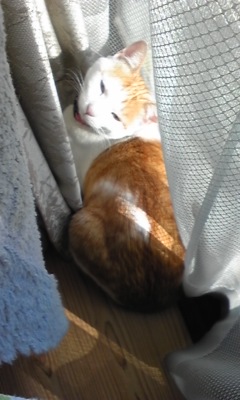 �F�ƒK�ƈ��L(�l���������r�s�d�k�k�`)�̐���