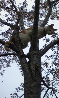 �F�ƒK�ƈ��L(�l���������r�s�d�k�k�`)�̐���